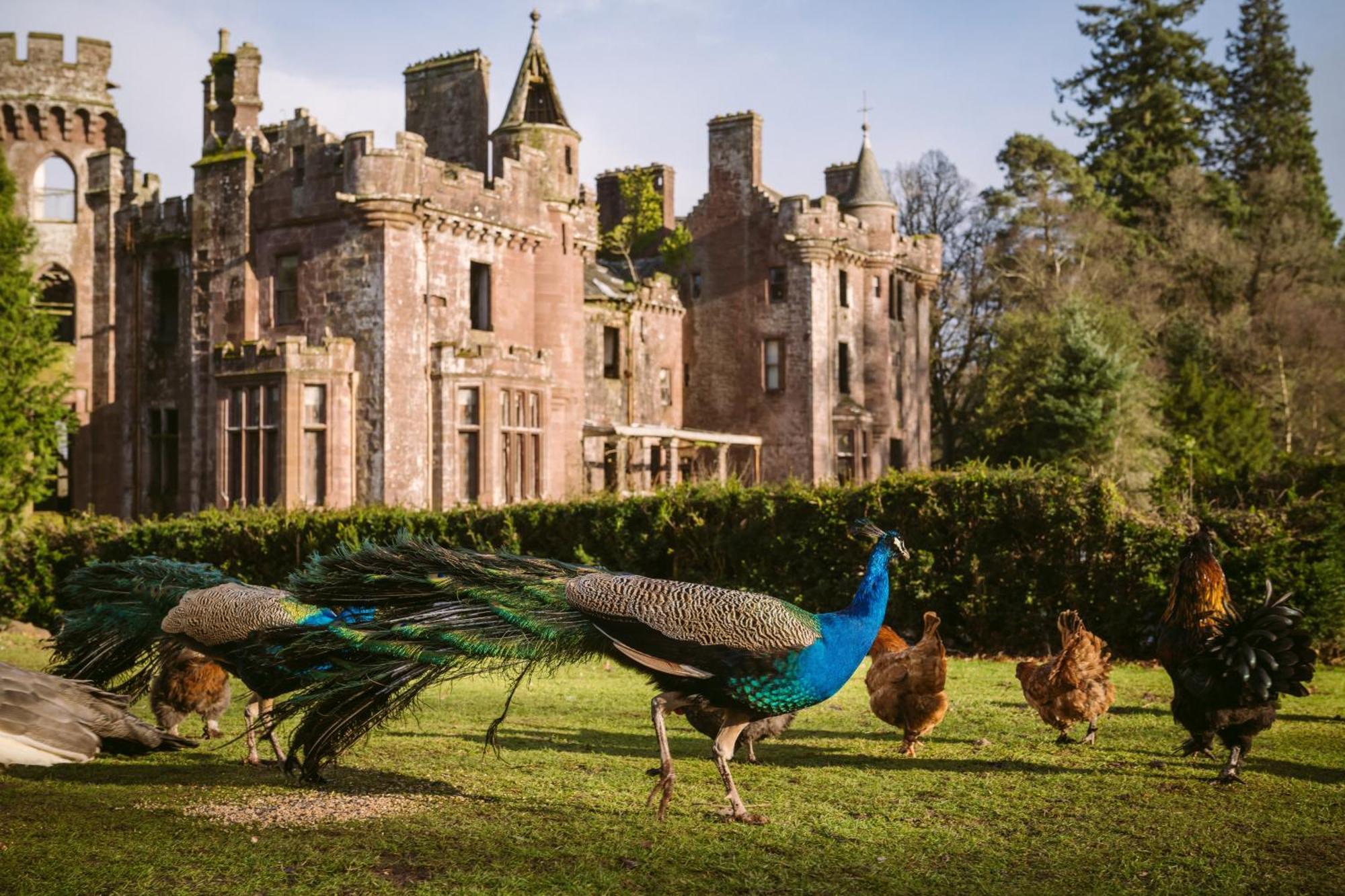 Luxury Woodland Lodge Retreat At Culdees Castle 克里夫 外观 照片